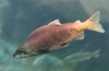 Ružový losos (onchorhynсhus gorbusсha)