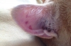 Horúce uši u mačiek: hlavné príčiny