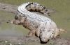 Vyčesaný krokodíl (lat. Crocodylus porosus)