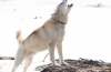 Grónsky záprahový pes greenlandshund