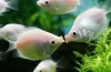 Gourami bozkávanie