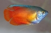 Gourami med