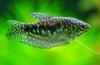 Gourami mramor: údržba a starostlivosť, chov a kompatibilita