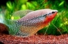 Pearl gourami - údržba, chov a starostlivosť