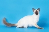 Charakteristika a starostlivosť o dlhosrstú balijskú mačku