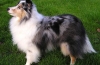 Charakteristika plemena sheltie: recenzie a popis