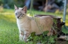 Typické príznaky a liečba tromboembolizmu u mačiek