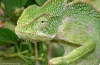 Chameleón indický (chamaeleon zeylanicus)