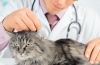 Infekčné choroby u mačiek: príznaky, liečba, prevencia