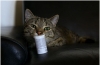 Návod na použitie tabliet dirofen pre mačky