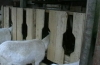Diy návod na vytvorenie kŕmidla pre kozy