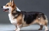 História pôvodu a štandard plemena psa welsh corgi