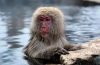 Japonský makak