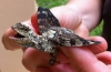 Lietajúci drak jašterica: popis druhu a jeho vlastností