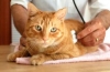 Účinná liečba cystitídy u mačiek: lieky, alternatívne metódy a starostlivosť