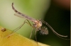 Ako sa volá a čím sa larva komára živí?