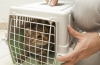 Ako prepravovať mačku v lietadle: pravidlá prepravy domácich zvierat
