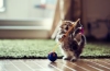 Ako hračky pre mačky pomáhajú v živote a výchove domácich miláčikov