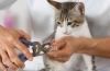 Ako odstrániť pazúry u mačiek a stojí za to urobiť?