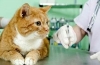 Ako sa toxoplazmóza vyvíja u mačiek a jej príznaky