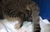 Ako mačky rodia: definícia tehotenstva a pôrodu