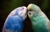 Ako sa pária papagáje? Vlastnosti ich reprodukcie a ďalšieho vývoja kurčiat