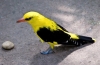 Ako žije oriole: 9 zaujímavých faktov o malom citrónovom vtákovi