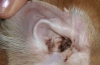 Aké choroby uší trvalo poškodia sluch vášho psa