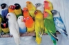 Aké sú druhy domácich papagájov