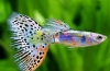 Aké sú druhy guppy rýb: mená, popis a vlastnosti
