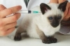 Aké očkovania sa podávajú mačiatkam?