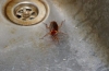 Aký je najúčinnejší liek na šváby v byte?
