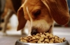 Ktoré krmivo pre psov od domácich výrobcov je lepšie vybrať?