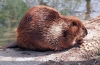 Kanadský bobor (castor canadensis)