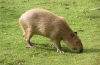 Capybara doma: zaujímavé fakty, aké zviera