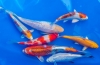 Koi kapor: požiadavky na chov japonských rýb