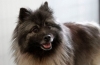 Keeshond