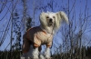 Čínsky chocholatý pes: tajomstvo starostlivosti o srsť