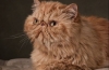 Klasická perzská mačka
