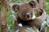 Koala (lat. Phascolarctos cinereus)