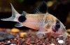 Panda chodbová (corydoras panda)