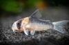 Chodby (corydoras) populárny druh