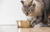 Holistické krmivo pre mačky: zloženie a hodnotenie najlepšieho krmiva