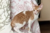 Cornish rex