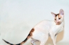 Cornish rex: popis plemena a charakteru mačiek