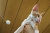 Cornish rex: popis plemena, starostlivosť a údržba