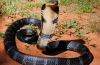 Kobra kráľovská je najväčší jedovatý had