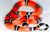 Had kráľovský (lampropeltis)