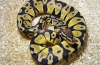 Royal python (regius python)