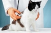 Koronavírus u mačiek: príznaky a liečba